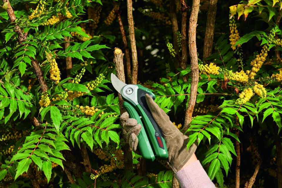 Bosch EasyPrune